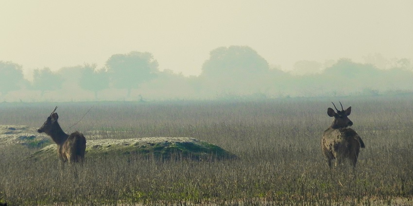 Keoladeo National Park is a mosaic of natural ecosystems near Bayana Fort