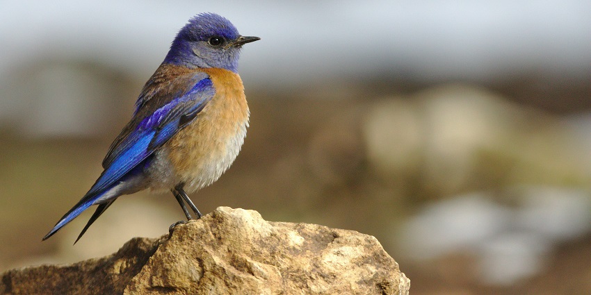 A simple portrait of a beautiful male western bluebird sitting on a stone in the region.