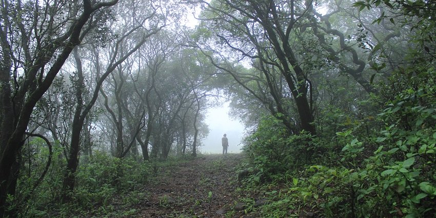 Adventure at Khairi Gate, a gateway to a thrilling night safari in Tadoba.