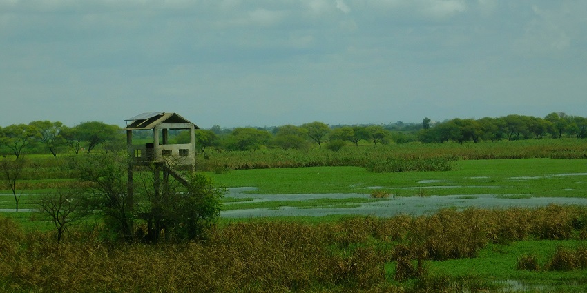 Kharghar Wetland is a tranquil habitat for diverse migratory bird species in Maharashtra