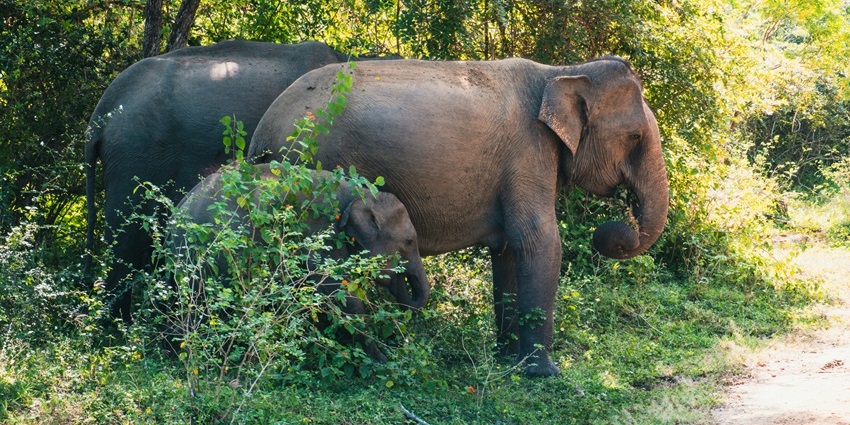 Elephants inside Kheoni Wildlife Sanctuary, one of the places to visit in Sehore