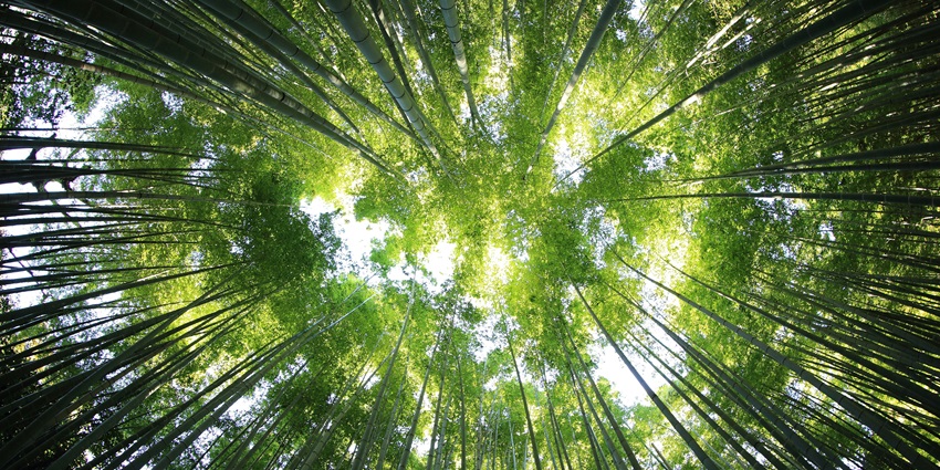 Kinwat Forest Range is a scenic nature escape for adventure enthusiasts and nature lovers.