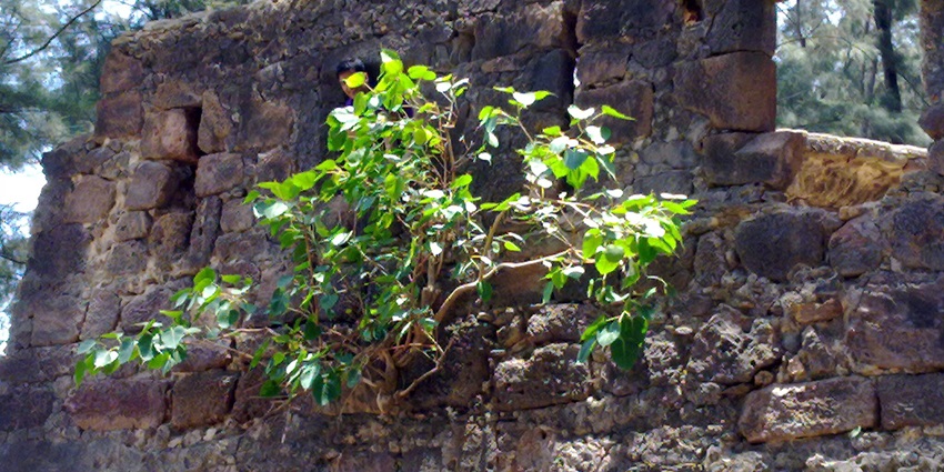 Kohoj Hill Fort, the historic site with panoramic views and adventure.