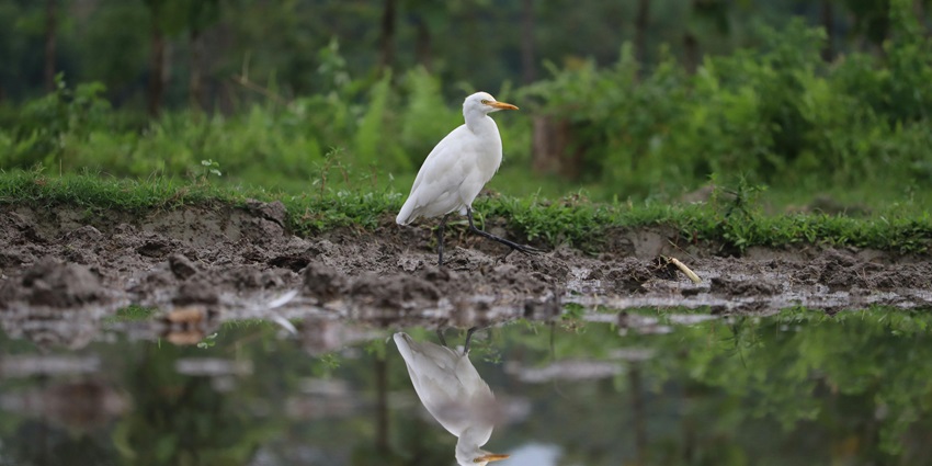 Image of a Great Egret in Natural Habitat Reflecting on Water - places to visit near Ambagad Fort