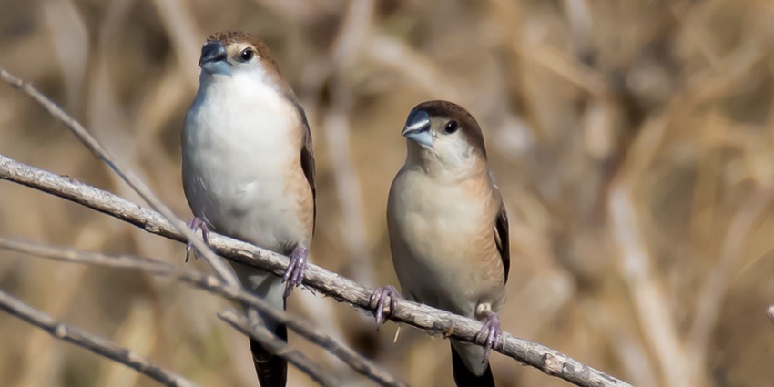 Indian Silverbill perched on a branch, showcasing its distinct brown and white plumage.