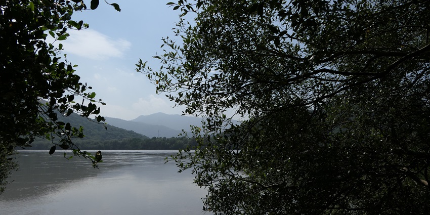 Serene creek with mangroves, perfect for peaceful boat rides.
