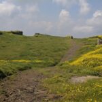 Korigad Fort showcasing its historic stone walls ans surrounded by yellow flowers