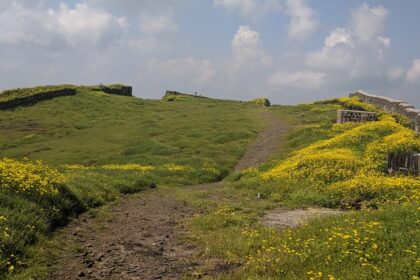 Korigad Fort showcasing its historic stone walls ans surrounded by yellow flowers