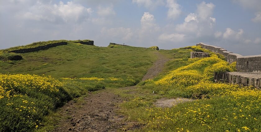 Korigad Fort showcasing its historic stone walls ans surrounded by yellow flowers