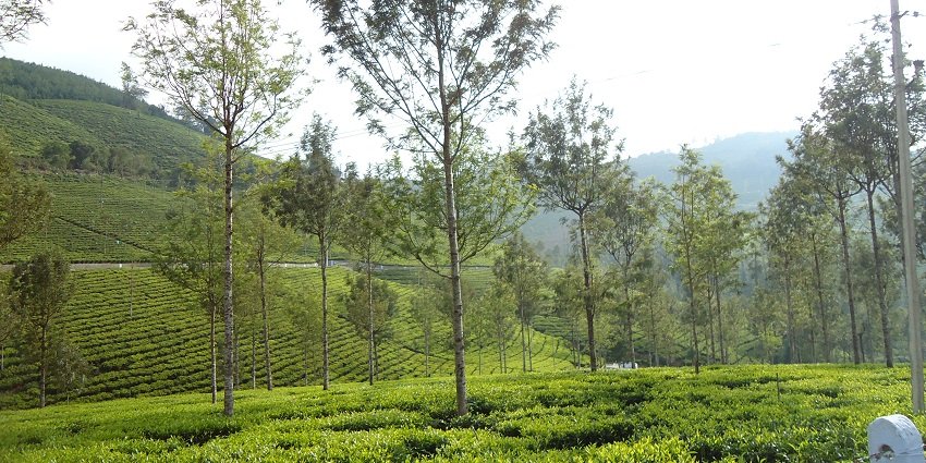 A picture of Kotagiri, which is known for stunning landscapes and lush tea gardens.