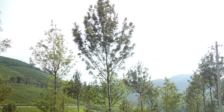 Kotagiri , a weekend place near Coimbatore for family feature hill town offering exquisite views