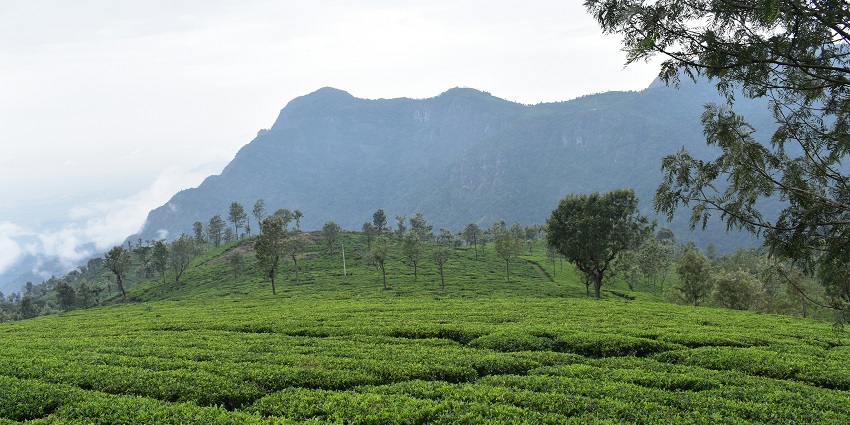 Explore the scenic Kotagiri located on a hilltop in the state of Tamil Nadu, India.