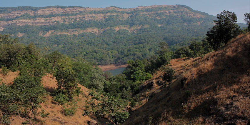 A picture of Koyna Wildlife Sanctuary, one of the best places to visit Satara in summer.