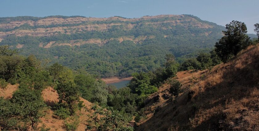 Scenic view of Koyna Wildlife Sanctuary showcasing greenery and diverse wildlife