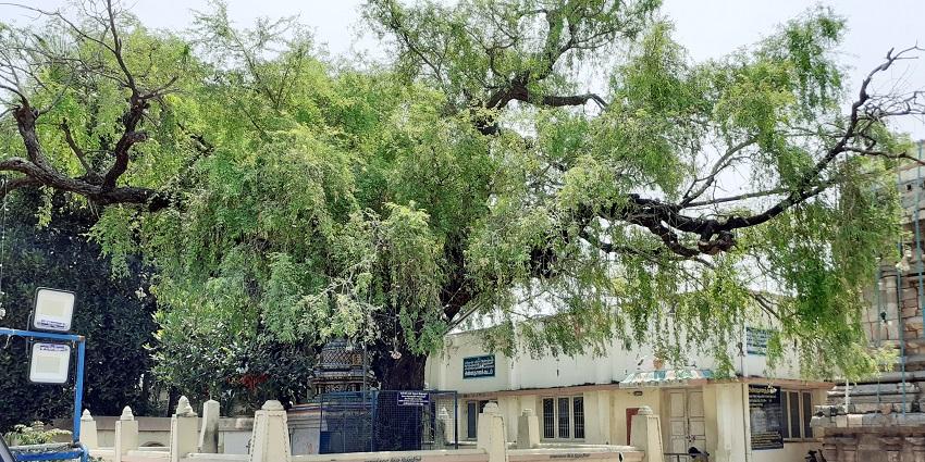 Kumbeswarar Temple is located in the holy city of Kumbakonam, Tamil Nadu.