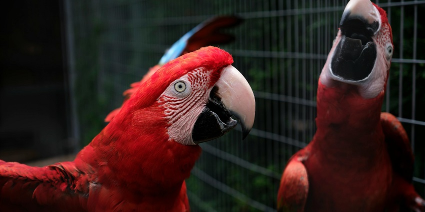 Red ara parrots chatting away at a popular destination near Bhigwan Wildlife Sanctuary!
