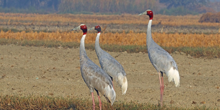 Sarus Cranes in Kusheshwar Asthan Bird Sanctuary.