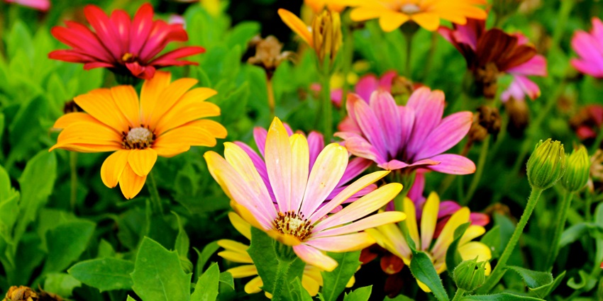 Lalbagh Botanical Garden is one of the scenic places to visit near Bangalore Airport.