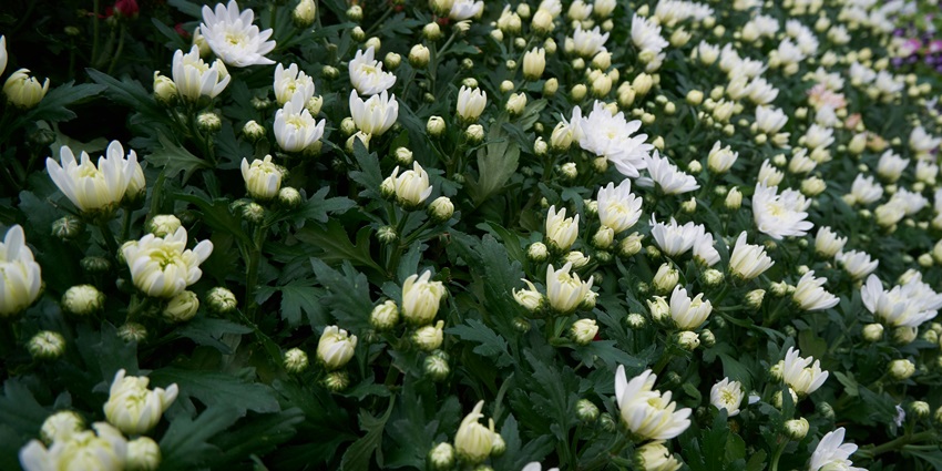 A glimpse of the lush green beauty of Lalbagh Botanical Garden featuring daisy flowers.