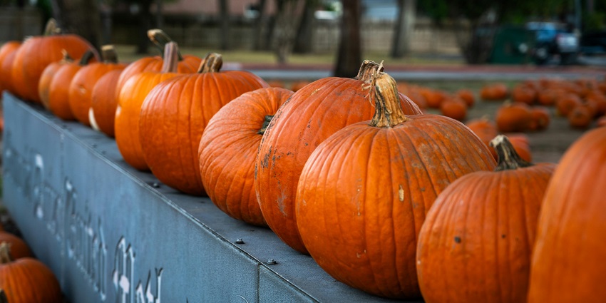 Pumpkins at Laxmi Farms, one of the great places for shopping in Mahabaleshwar.