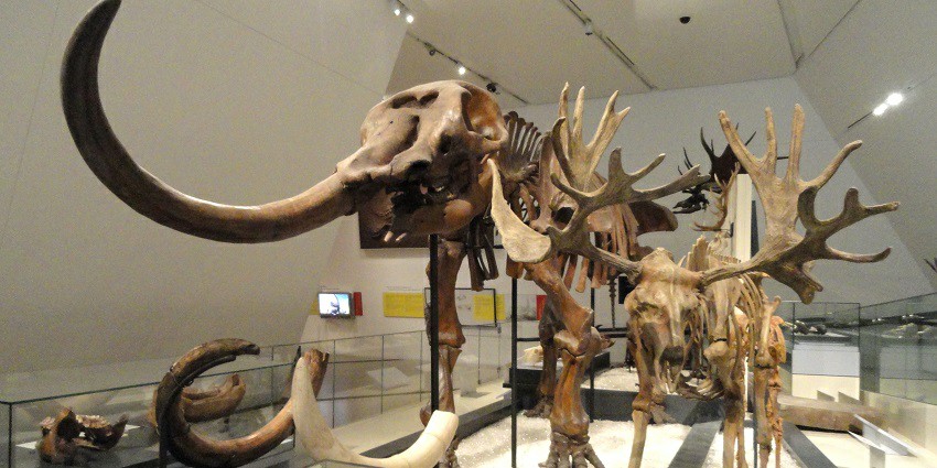 Study fascinating fossil exhibits showcasing prehistoric life and evolution at the museum.