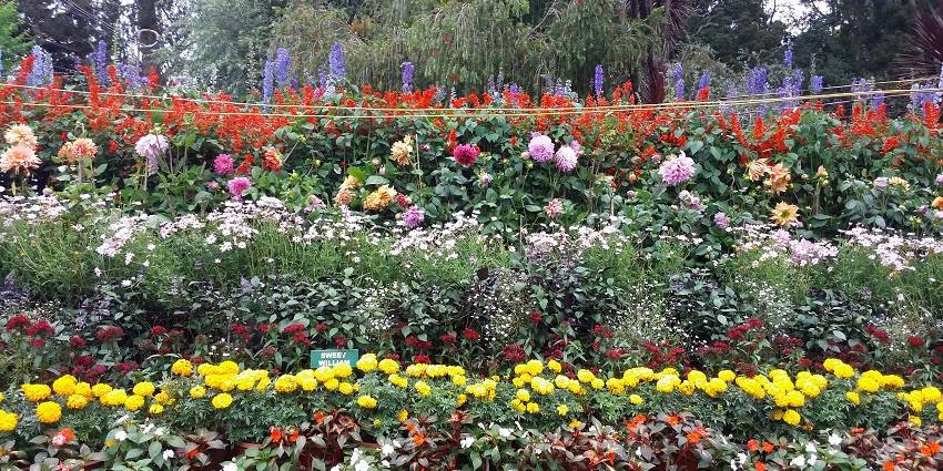 A picture of colourful rare flowers blooming in the TNAU Botanical Garden, in Coimbatore.