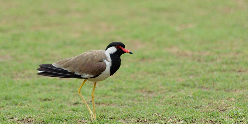 Image of a Red-wattled lapwing spotted in Leisure Valley Park, Gurgaon, India
