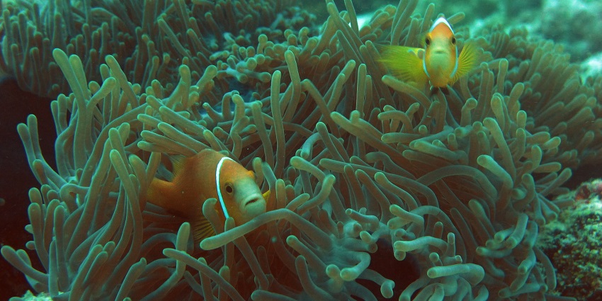 Levels of Scuba Diving in Lakshadweep offer a unique experience for all skill levels.