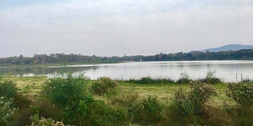 A picture of a serene lake in Mysore, surrounded by lush greenery all around