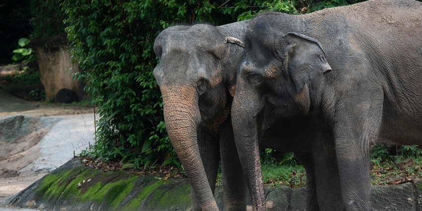 A serene moment as two elephants roam freely in a vibrant wildlife sanctuary.