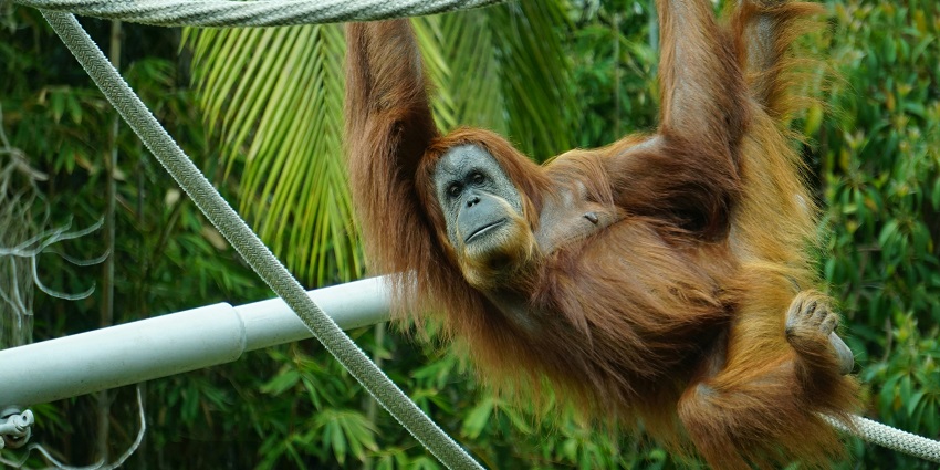 Adorable monkey hanging on a tree, roaming freely in the wildlife sanctuary.