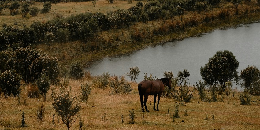 A lone horse enjoys the peaceful surroundings of a vibrant Dnyanganga wildlife sanctuary.