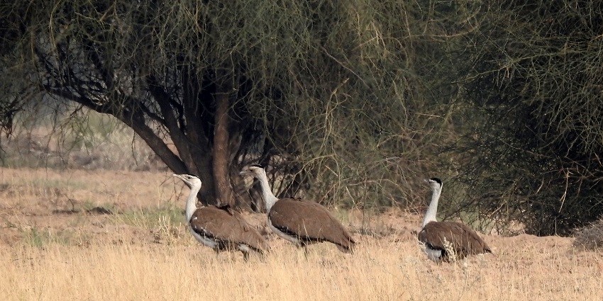 Two bustards wandering around serene fields within a wildlife sanctuary