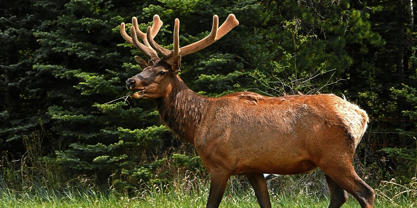A close-up of an elk standing in a grassy area, facing slightly to the right in Dajipur wildlife sanctuary.