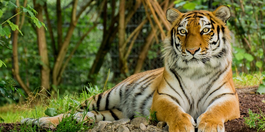 A dense lush area of Phansad Wildlife Sanctuary with diverse trees and greenery.