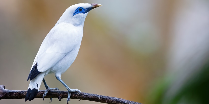 A picture of a Bali Mayne which you can easily spot at the West Bali National Park