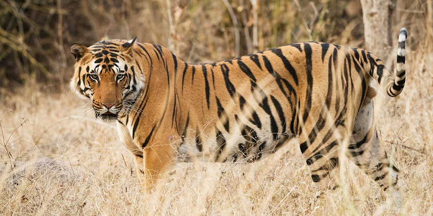 Fauna at Bondla Wildlife Sanctuary in Goa for every traveller to visit and explore.