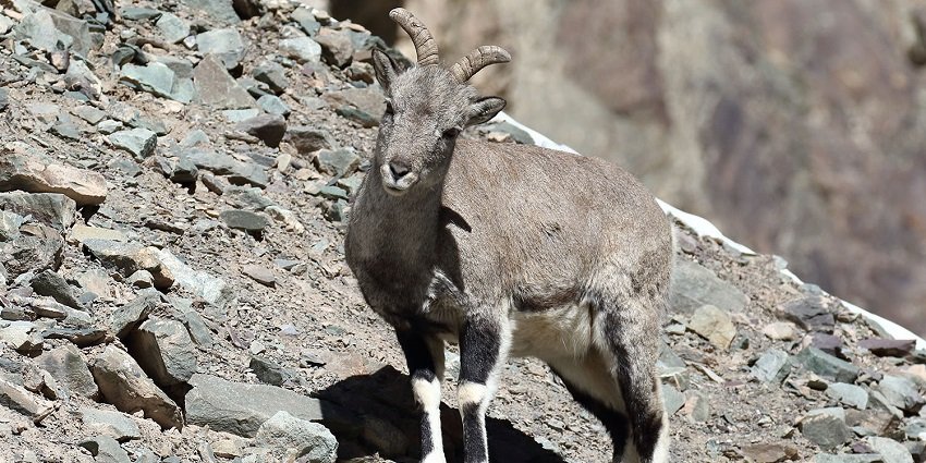 Watch blue sheep at the Hemis National in Ladakh, one of the top scenic attractions