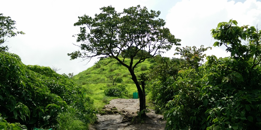 Uneven path paving through green lands of Tikona Fort Hills, surrounded by trees