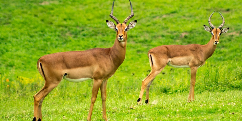 An image of the scenic landscape surrounding Van Vihar National Park in Bhopal.