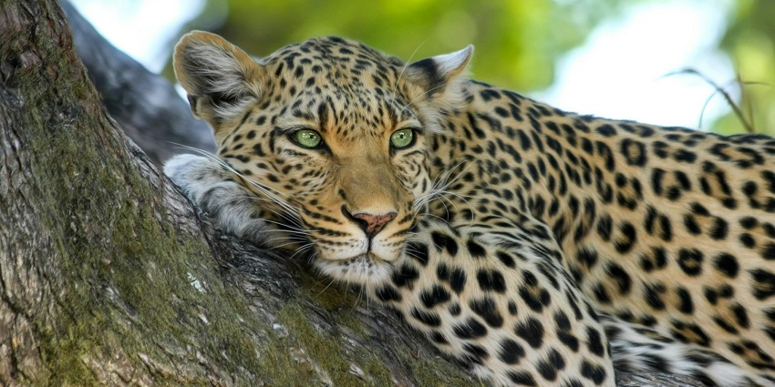 An image of a leopard sitting on a tree branch in Satpura National Park amidst nature.