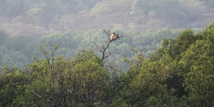 A grey langur sitting on a rock in Bhimashankar Wildlife Sanctuary, Pune, India