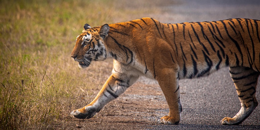 Majestic Bengal Tiger seen at Sariska Jungle Safari, located in Alwar.