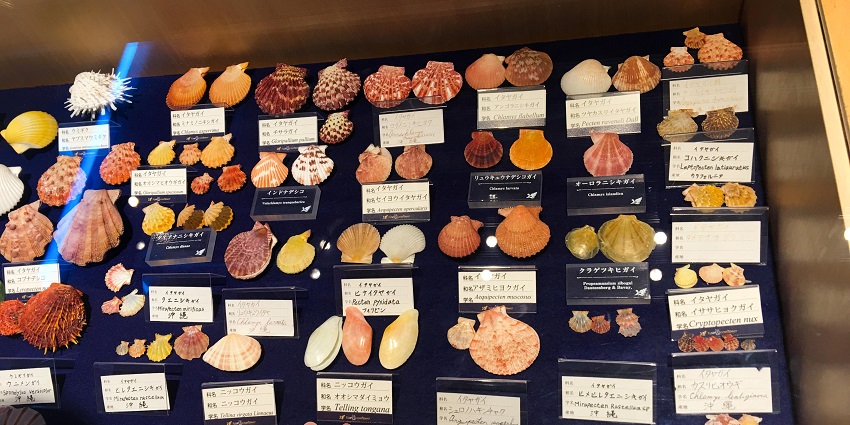 The India Seashell Museum location is a chance to explore natural beauty and historic sites