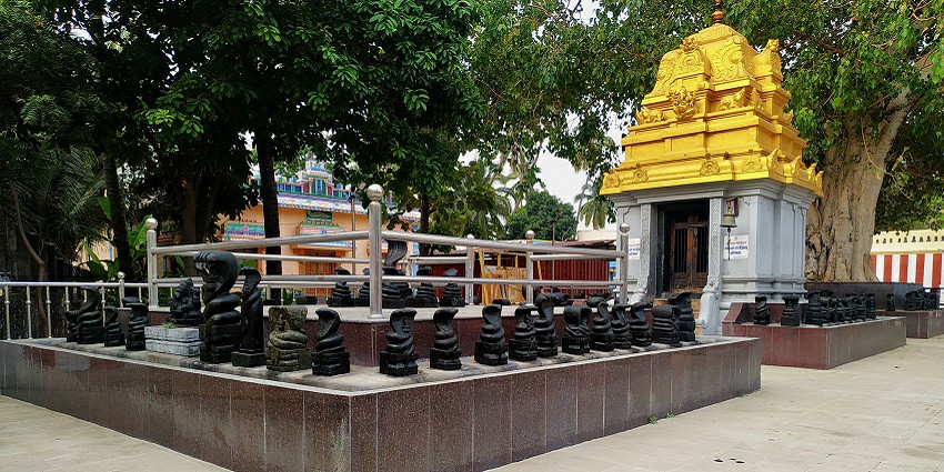 Picture of various snake idols in the Nagaraja Temple.