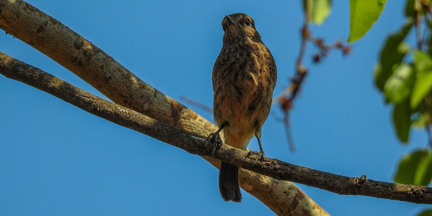 An image of a bird sitting at a tree near the Dream World Water Park Kolhapur.