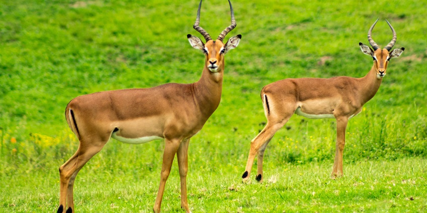 View of two brown deers wandering though the verdant fields of Sanjay national park.