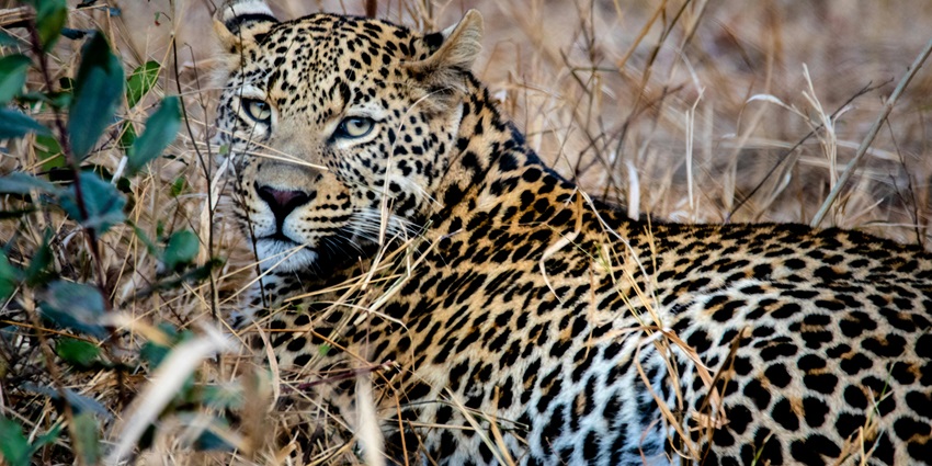Sight of a magnificent leopard standing erect in the wild during the day is breathtaking.