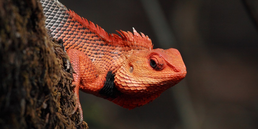 Male in breeding season in Chandoli National Park, Maharashtra.