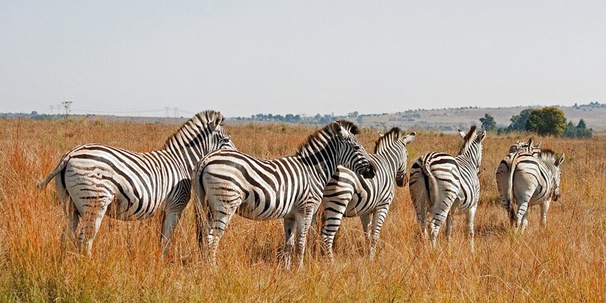 Three zebras are grazing peacefully in a lush green landscape of Koyna wildlife sanctuary